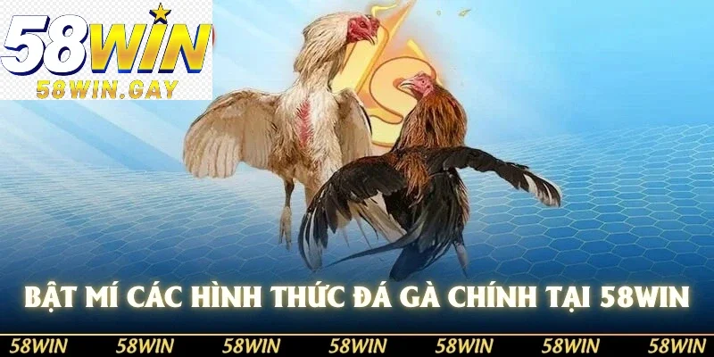 Rất nhiều hình thức đá gà chính tại 58WIN