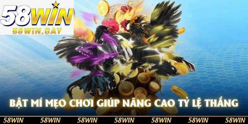 Tận dụng các mẹo chơi chọi gà nâng cao cơ hội thắng lớn