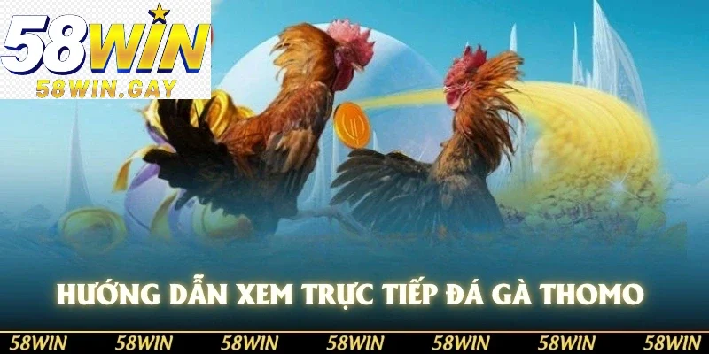 Hướng dẫn xem trực tiếp đá gà thomo 