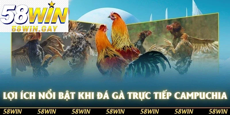 Lợi ích nổi bật khi xem đá gà trực tiếp tại Campuchia