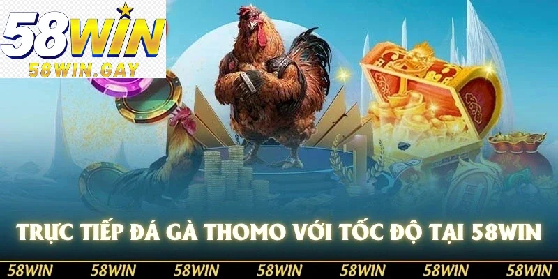 Xem trực tiếp đá gà thomo
